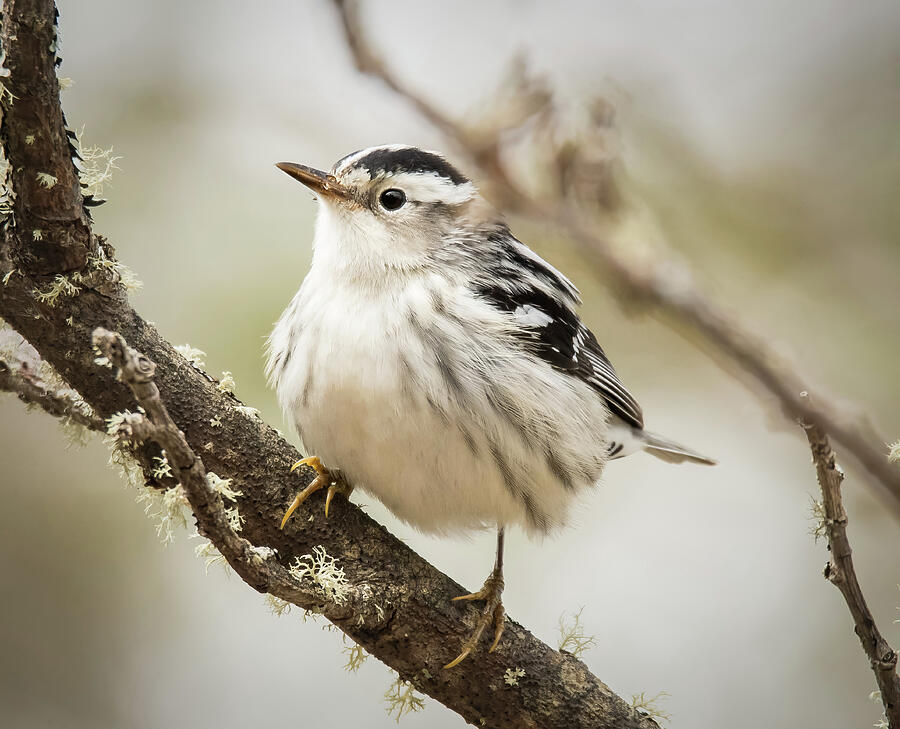 Black and White Warbler Photograph by Tracy Munson