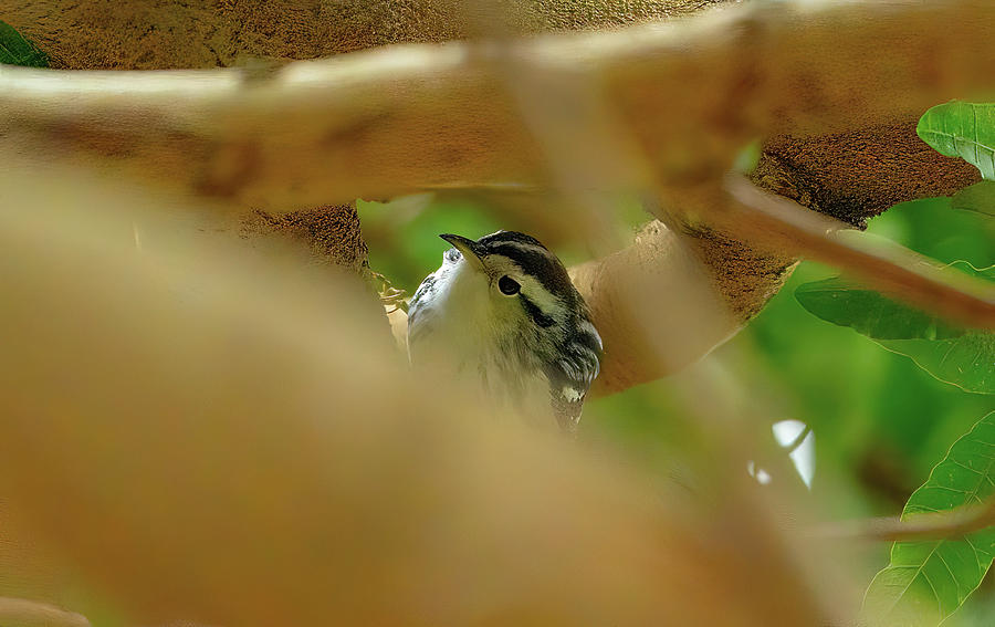 Black-and-white warbler Photograph by Vincent Billotto
