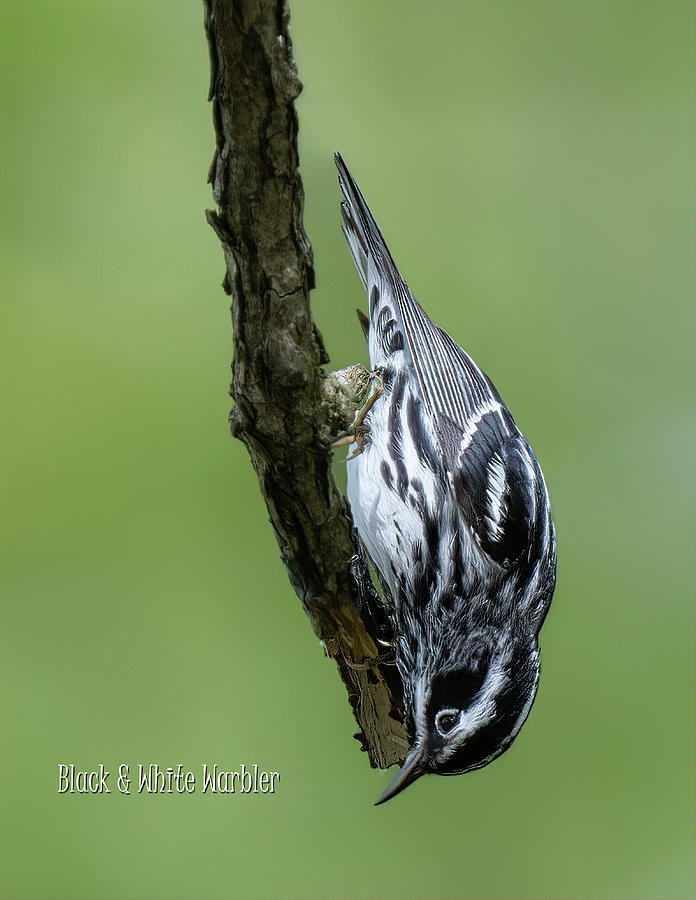 Black and White Warbler Photograph by Wade Aiken