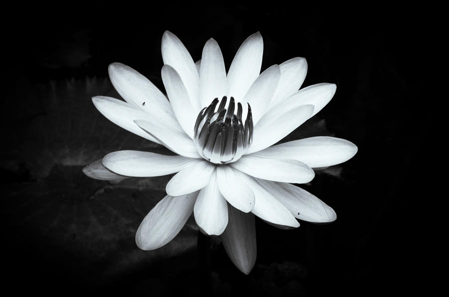Black and white Water Lily Photograph by Vicky Edgerly