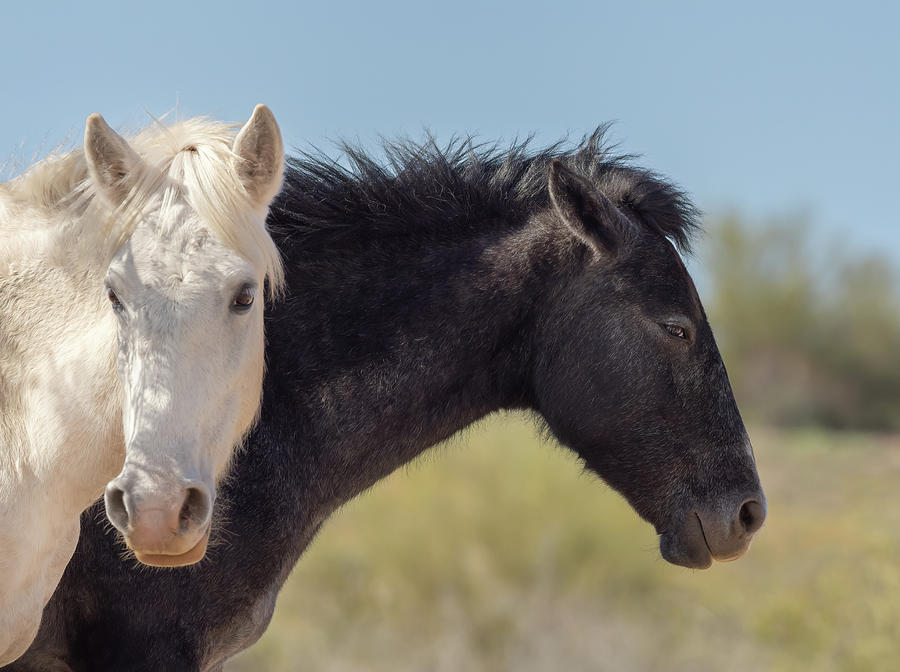 Black and White Wild Mustangs Photograph by Sylvia Goldkranz