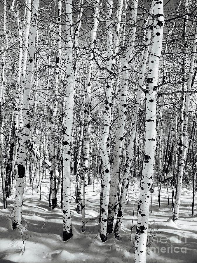 Black And White Winter Birch Photograph by Jor Cop Images