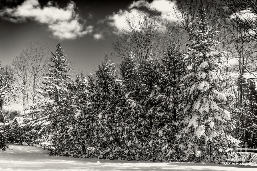Black And White Winter Day Photograph