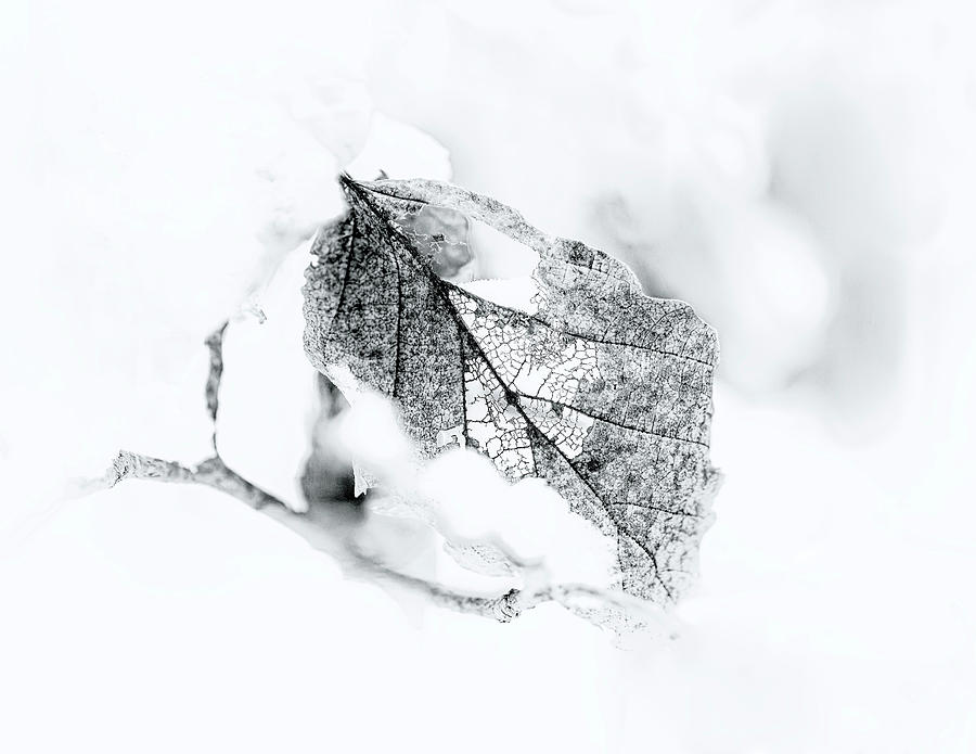 Black and White Winter Leaf Filigree Photograph by Carol Senske