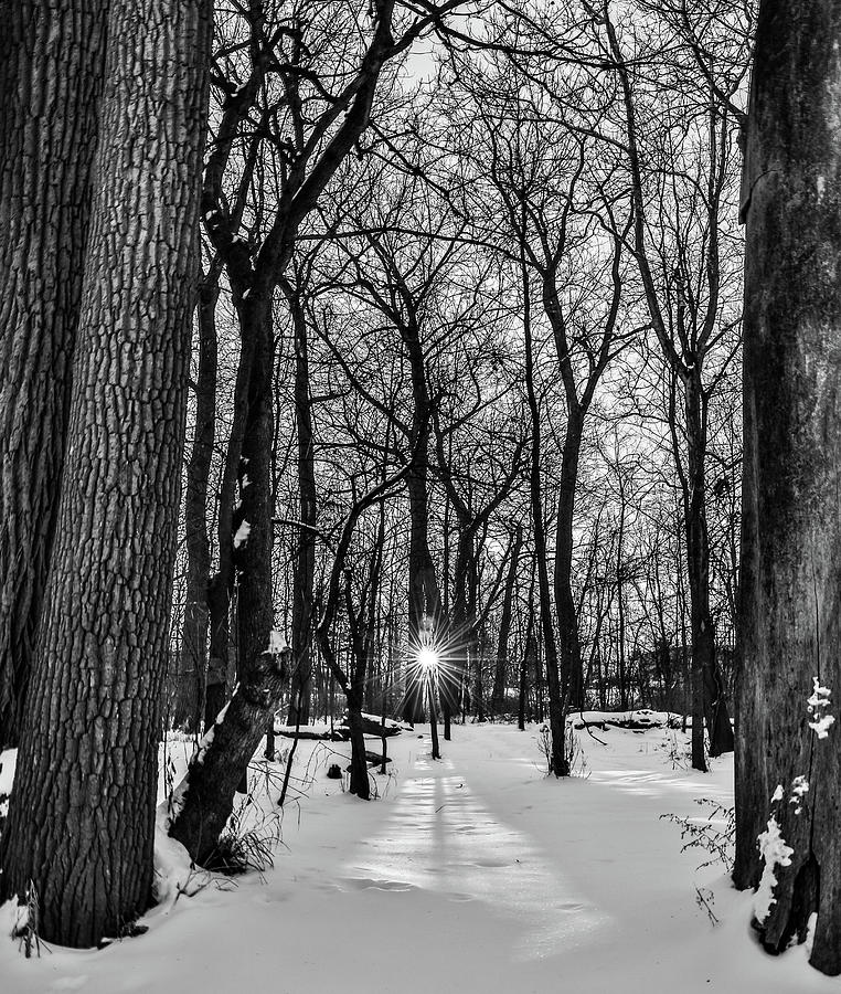 Black And White Winter Sunrise In The Forest Photograph by Dan Sproul