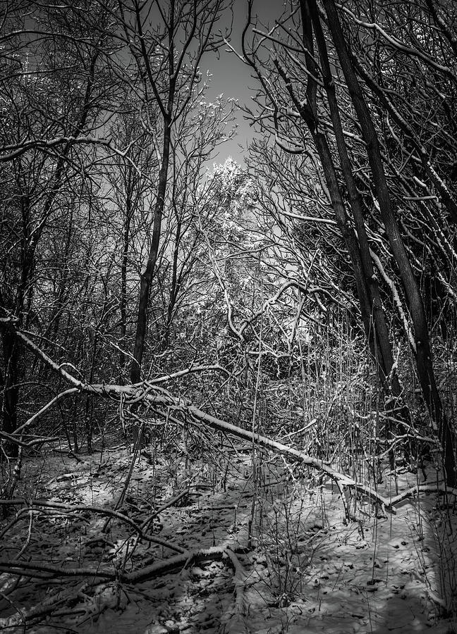 Black and White Winter Woods Memory  Photograph by Bruce Pritchett