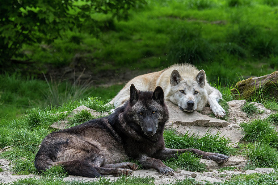 Black and White Wolves Photograph by Arterra Picture Library