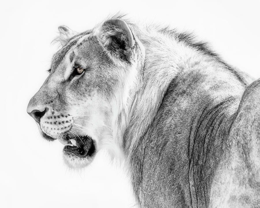 Black and White Young Lion Photograph by Wes and Dotty Weber