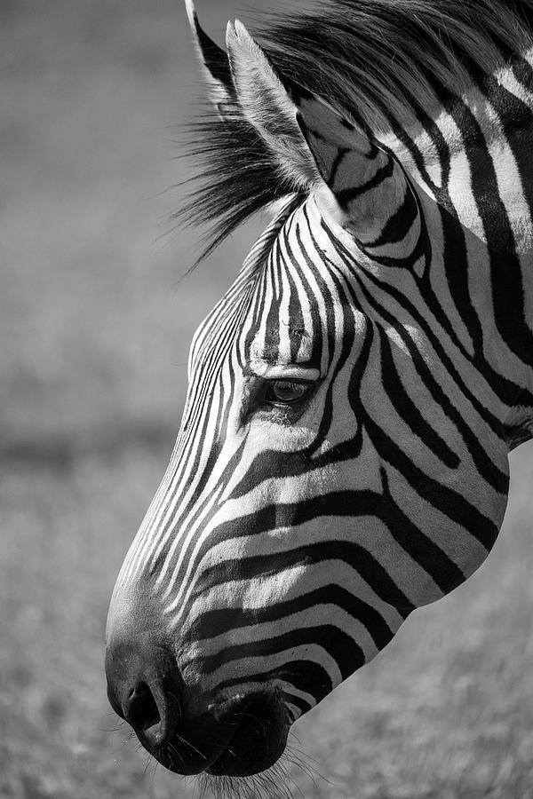 Black And White Zebra Photograph by Dale Kincaid