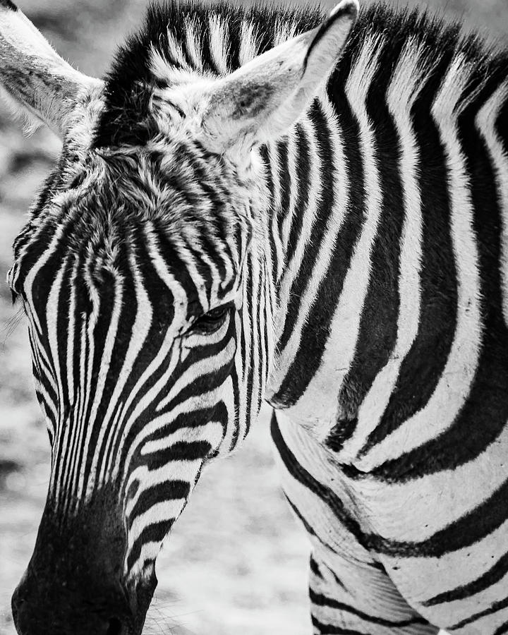 Black and White Zebra Photograph by David Fountain