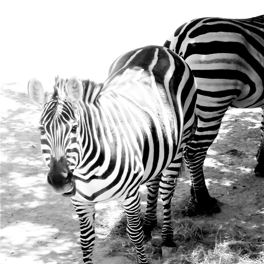 Black And White  Zebra Delight Photograph