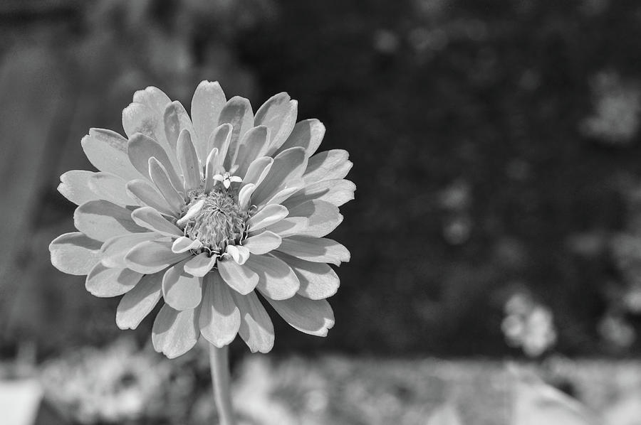 Black and white Zinnia flower 2 Photograph by Jennifer Wallace