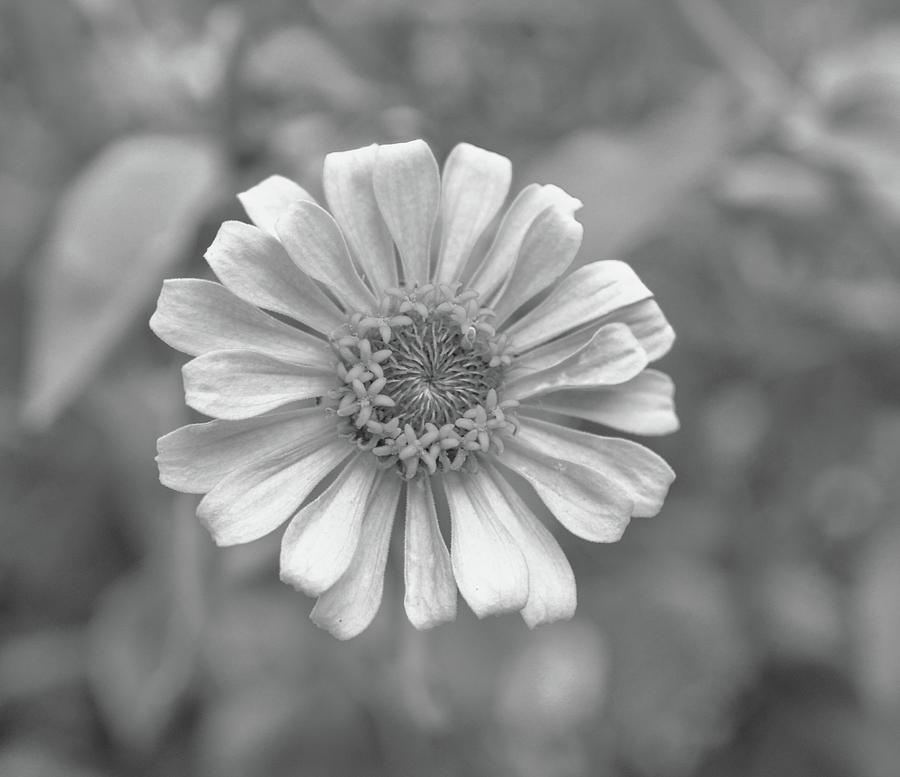 Black and white Zinnia Photograph by Jennifer Wallace - Pixels