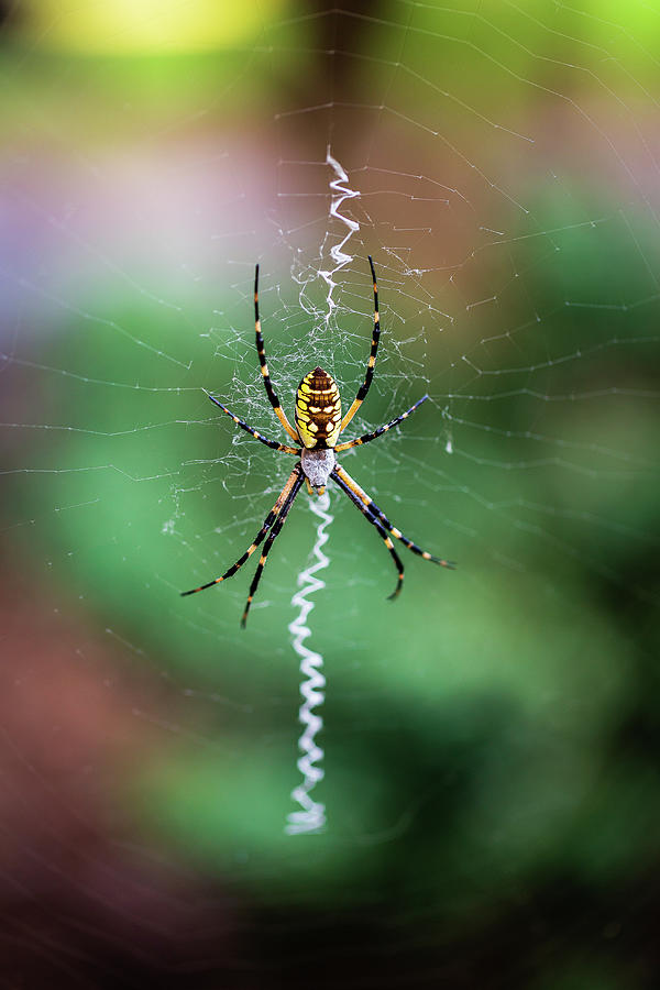 Black and Yellow Argiope-1 Photograph by Charles Hite