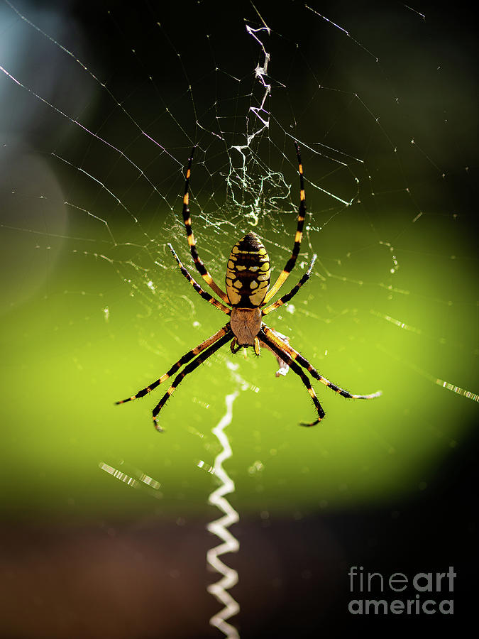 Black and Yellow Argiope Photograph by Charles Hite
