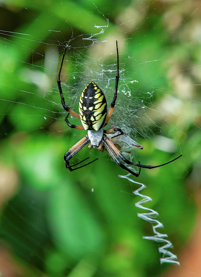 Black And Yellow Argiope Din0366 Photograph By Gerry Gantt - Fine Art 