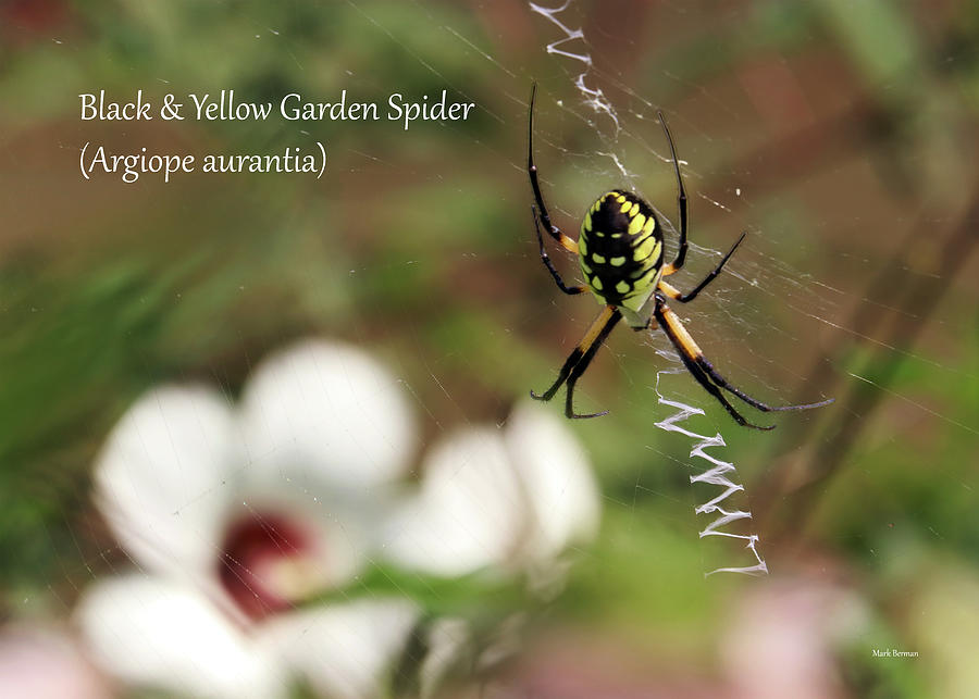 Black and Yellow Argiope Spider and Mallow Photograph by Mark Berman
