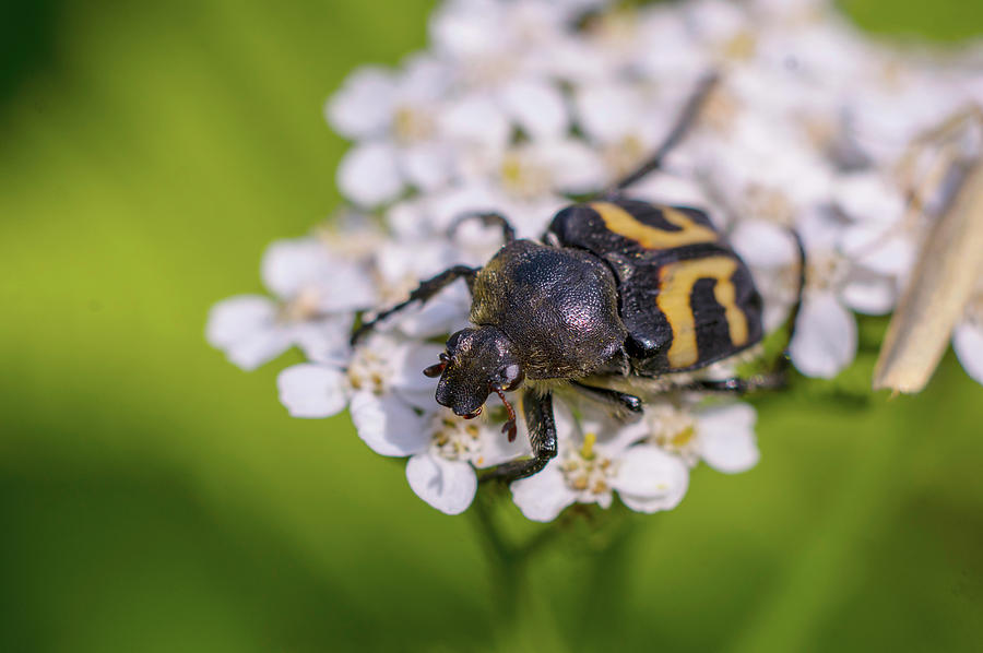 Black-and-yellow bug enjoying flower nectar Photograph by Maria Dimitrova
