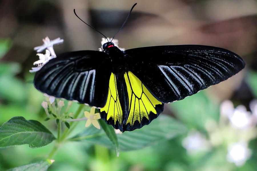 Black and Yellow Butterfly Photograph by Dawn Richards