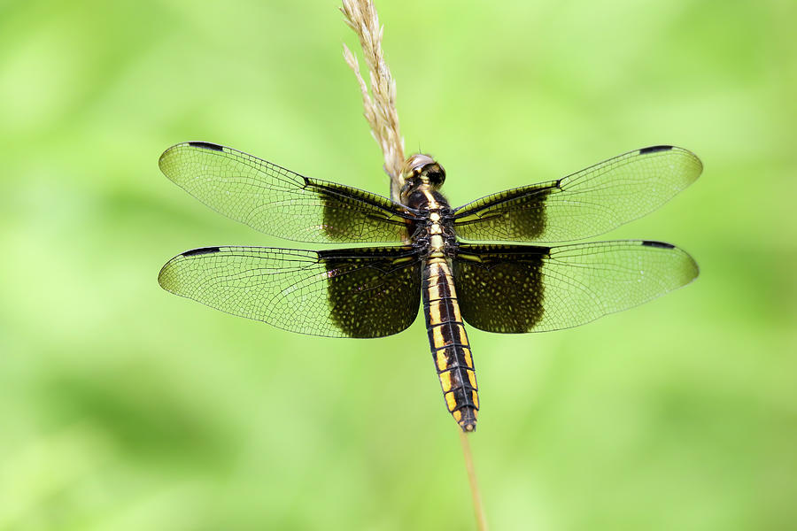 Black and Yellow Dragonfly Photograph by Brook Burling