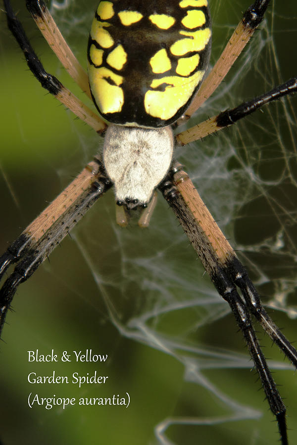 Black and Yellow Garden Spider Photograph by Mark Berman