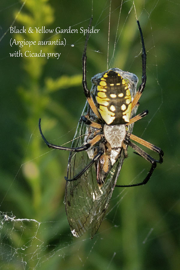 Black and Yellow Garden Spider with Cicada Prey Photograph by Mark Berman