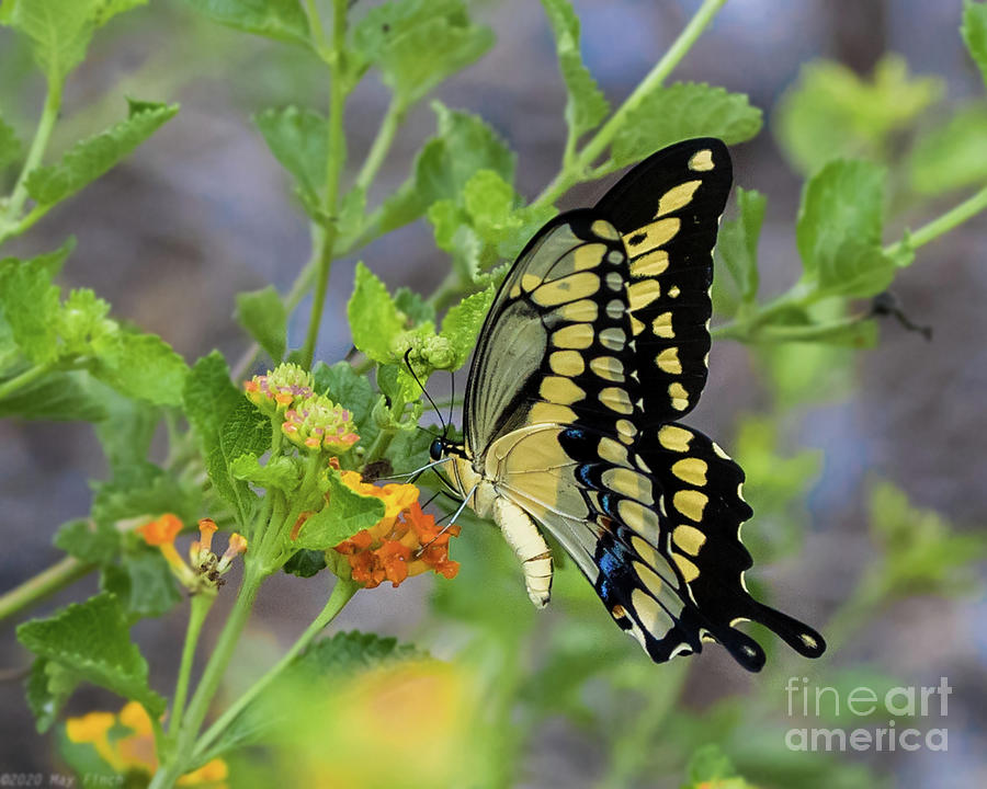 Black And Yellow Swallowtail Photograph
