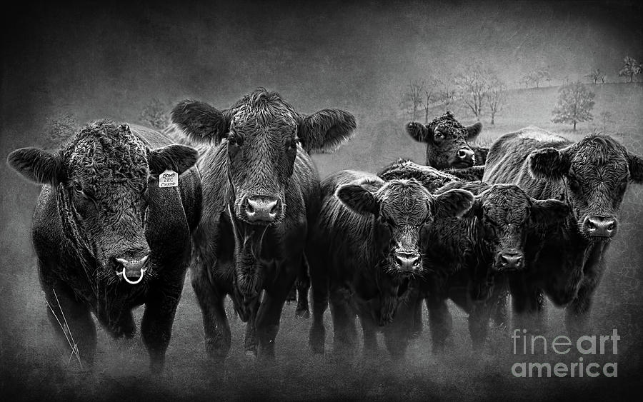 Black Angus Cattle Herd Photograph by Barbara McMahon