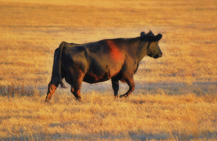 Black Angus Cow Walking at Sunset Photograph by Gaby Ethington