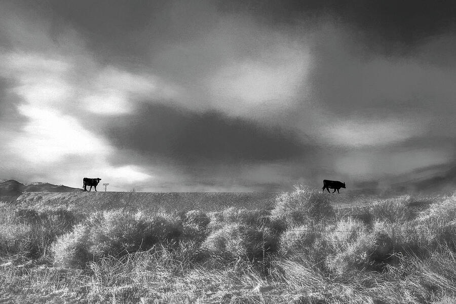 Black Angus in a Platinum Field Photograph by Wayne King