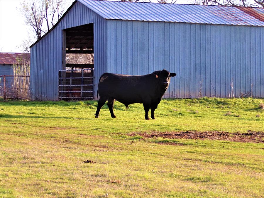 Black Angus Polled Bull Photograph by Cody Messick - Fine Art America