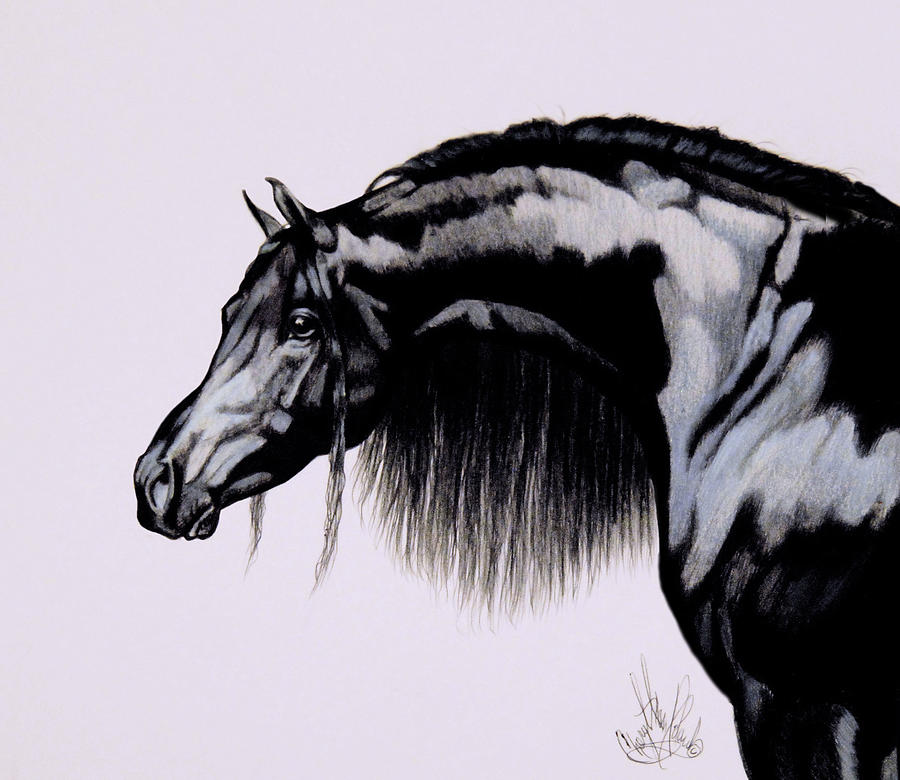 Arab Drawing - Black Arabian in Bic Pen #3439 by Cheryl Poland