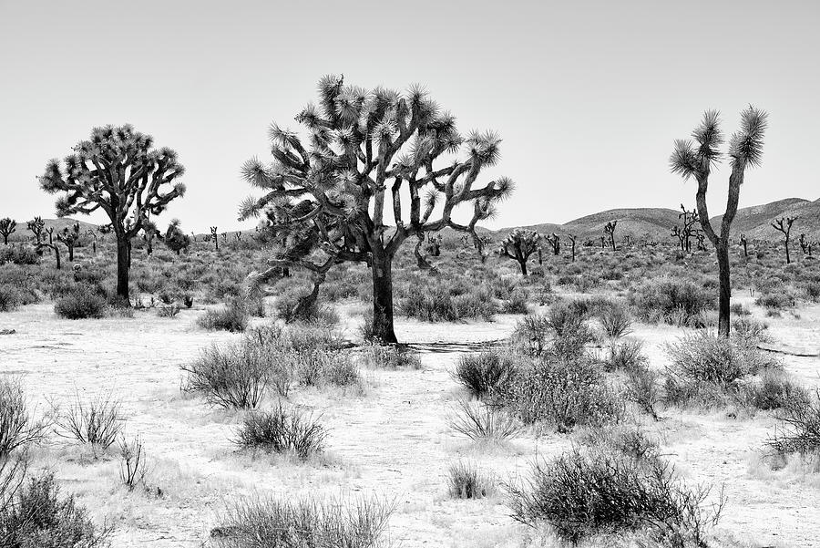 Black Arizona - Beautiful Joshua Trees Photograph by Philippe HUGONNARD