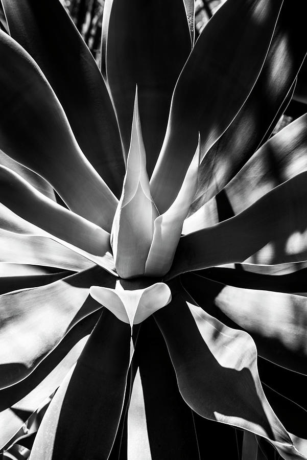 Black Arizona Series - Aloe Vera Heart Photograph by Philippe HUGONNARD