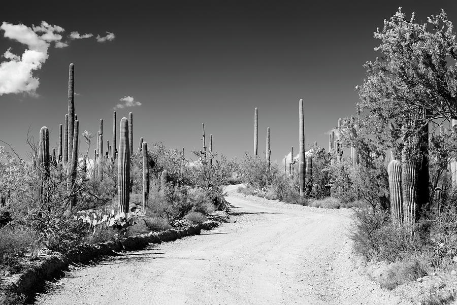 Black Arizona Series - Along the Path Photograph by Philippe HUGONNARD