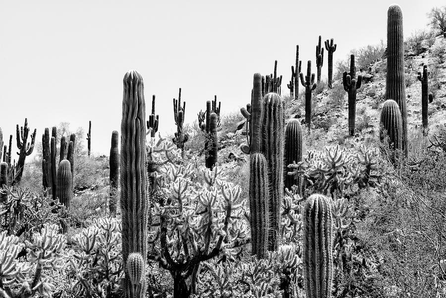 Black Arizona Series - Amazing Cactus II Photograph by Philippe HUGONNARD