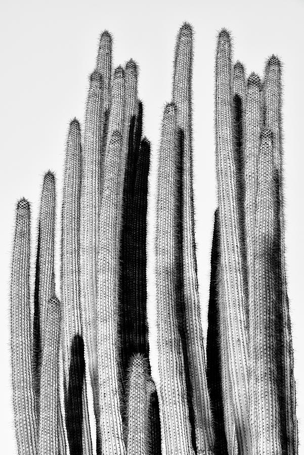 Black Arizona Series - Cactus Design Photograph by Philippe HUGONNARD