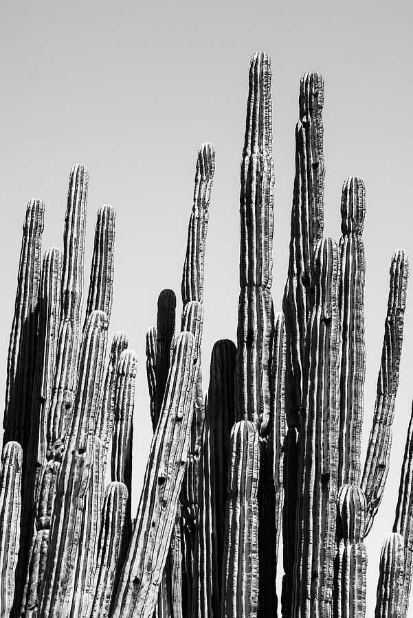 Black Arizona Series - Cactus Family Photograph by Philippe HUGONNARD
