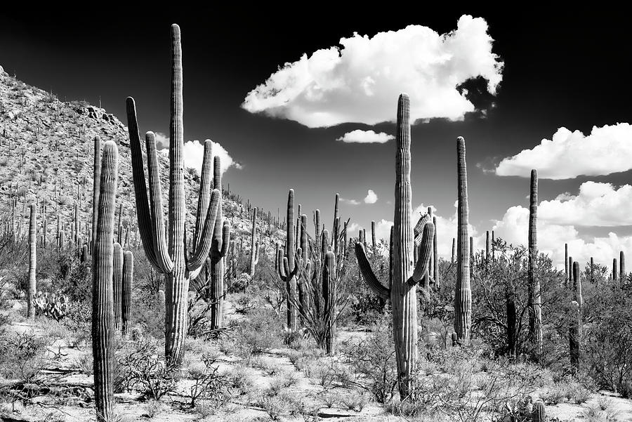 Black Arizona Series - Cactus Forest Photograph by Philippe HUGONNARD