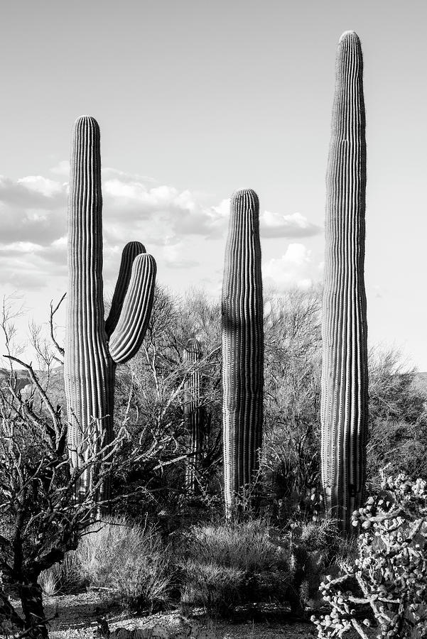 Black Arizona Series - Four Cactus Photograph by Philippe HUGONNARD