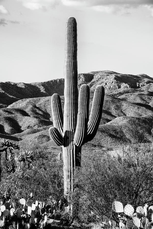 Black Arizona Series - Giant Cactus II Photograph by Philippe HUGONNARD