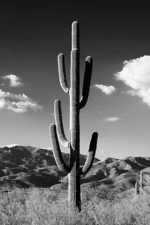 Black Arizona Series - Lonely Cactus Photograph by Philippe HUGONNARD