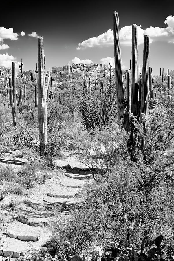 Black Arizona Series - Path through Cacti Photograph by Philippe HUGONNARD