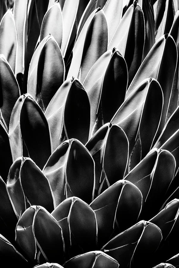 Black Arizona Series - Queen Victoria Agave Photograph by Philippe HUGONNARD