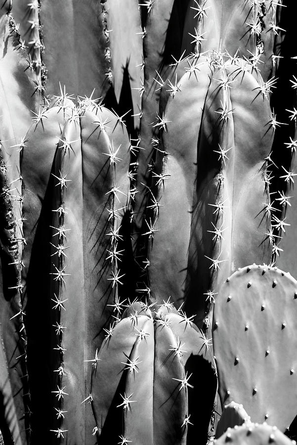 Black Arizona Series - Saguaro Cactus Close Up II Photograph by Philippe HUGONNARD