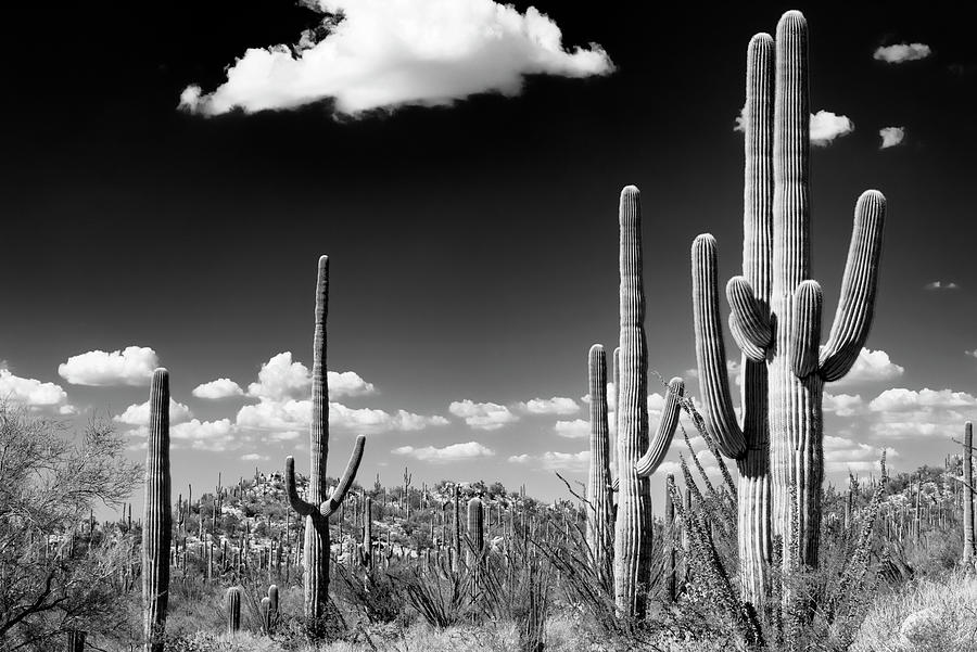 Black Arizona Series - Saguaro Cactus Desert Photograph by Philippe HUGONNARD
