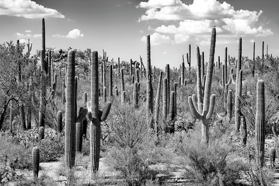 Black Arizona Series - Saguaro Cactus Forest Photograph by Philippe HUGONNARD