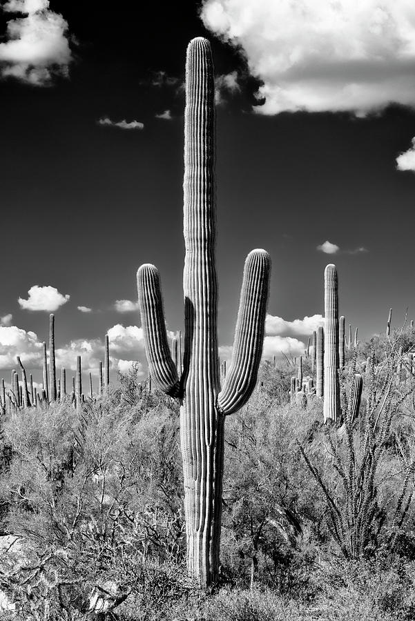 Black Arizona Series - Saguaro Cactus II Photograph by Philippe HUGONNARD