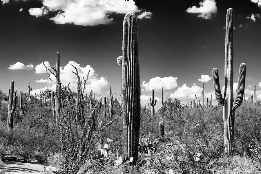 Black Arizona Series - Saguaro Cactus Photograph by Philippe HUGONNARD