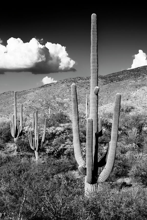 Black Arizona Series - Saguaro Cactus Valley Photograph by Philippe HUGONNARD